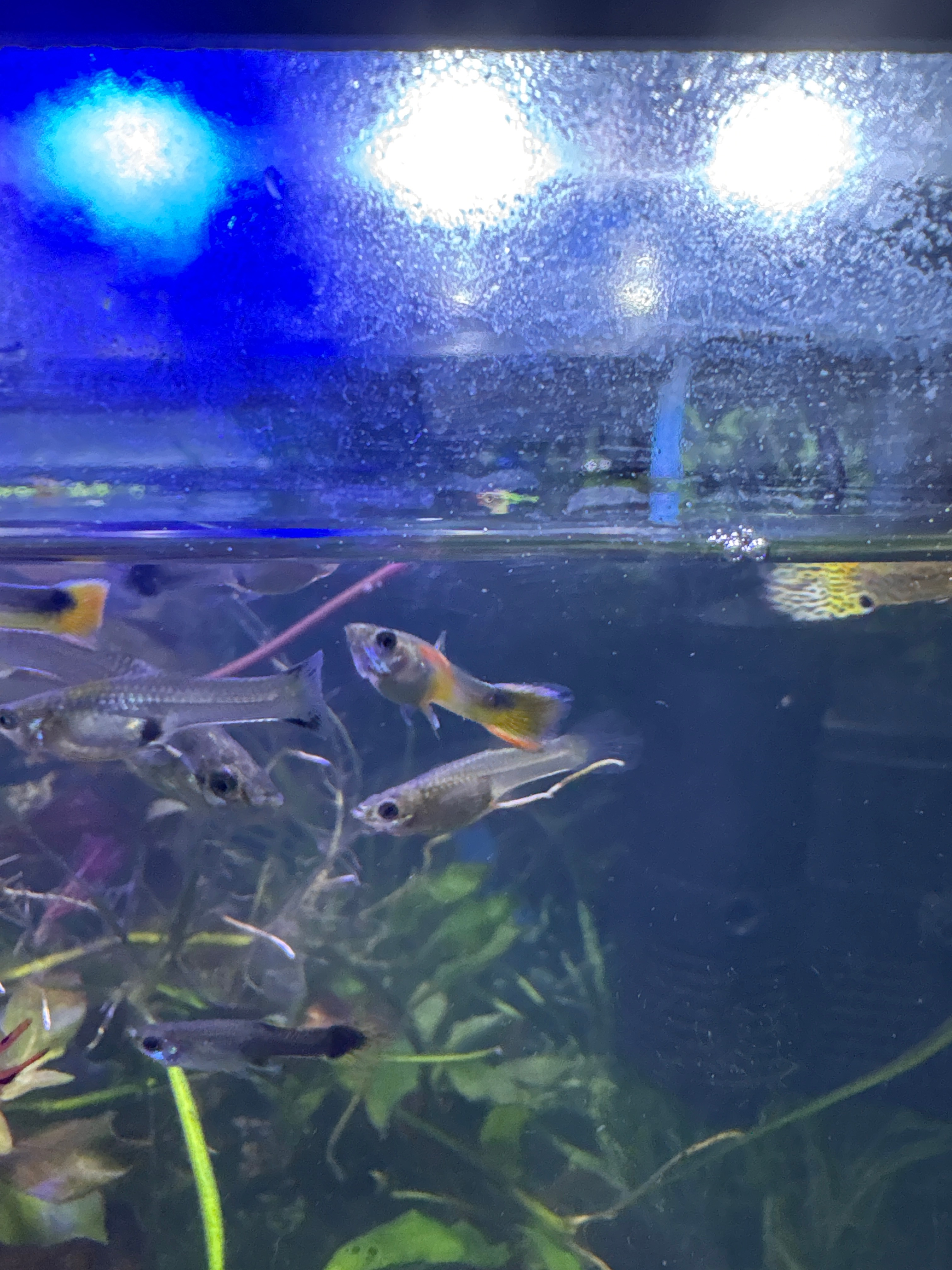 Guppy
