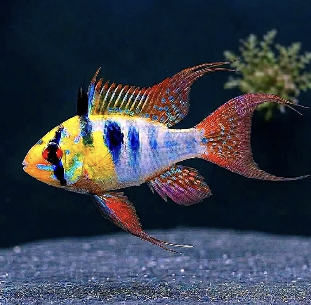 Schmetterlingsbuntbarsch LongFin – Bild 2