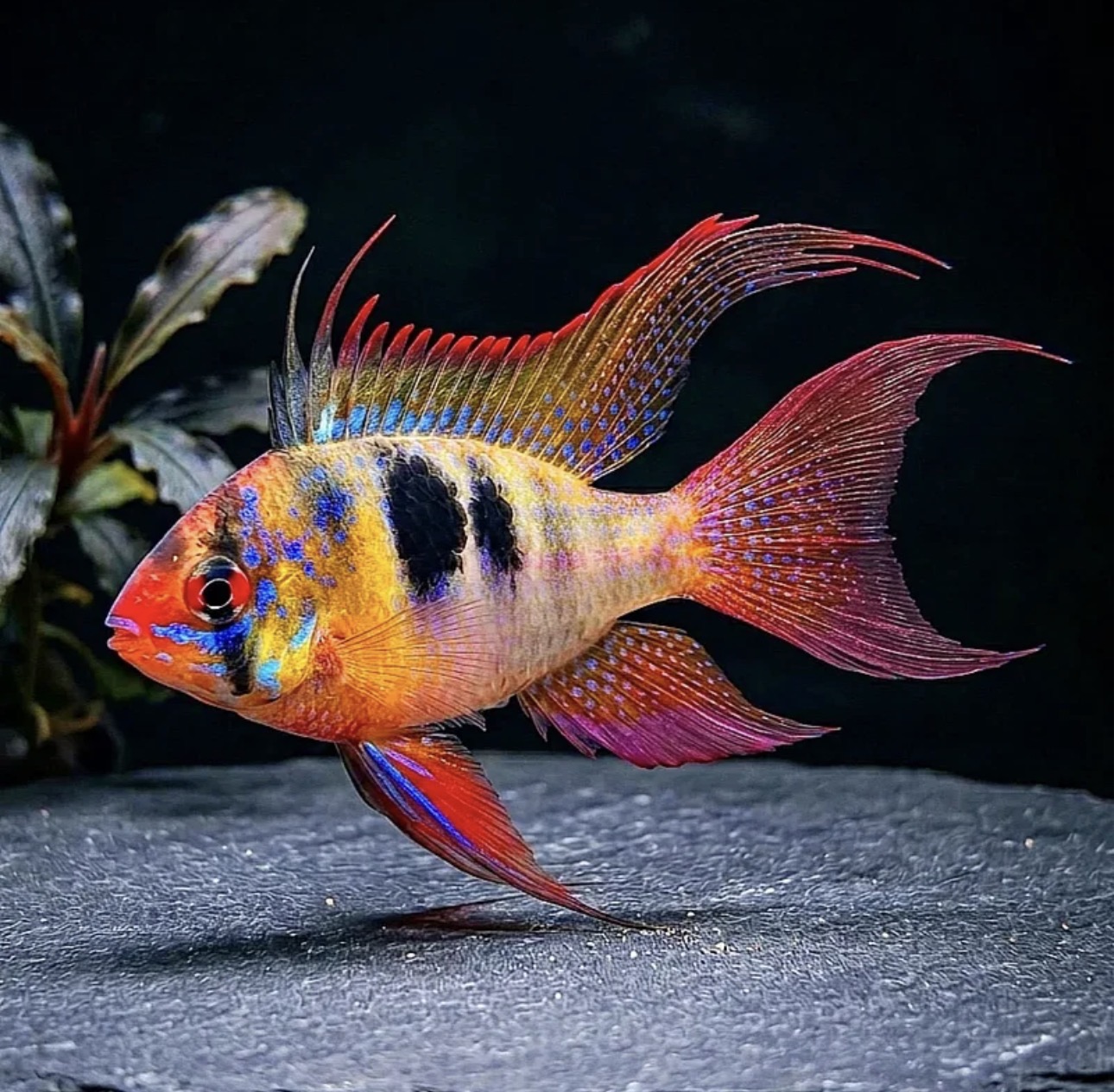Schmetterlingsbuntbarsch LongFin