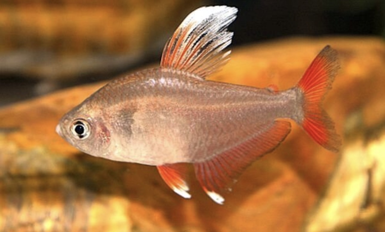 Rosen-Salmler White Fin