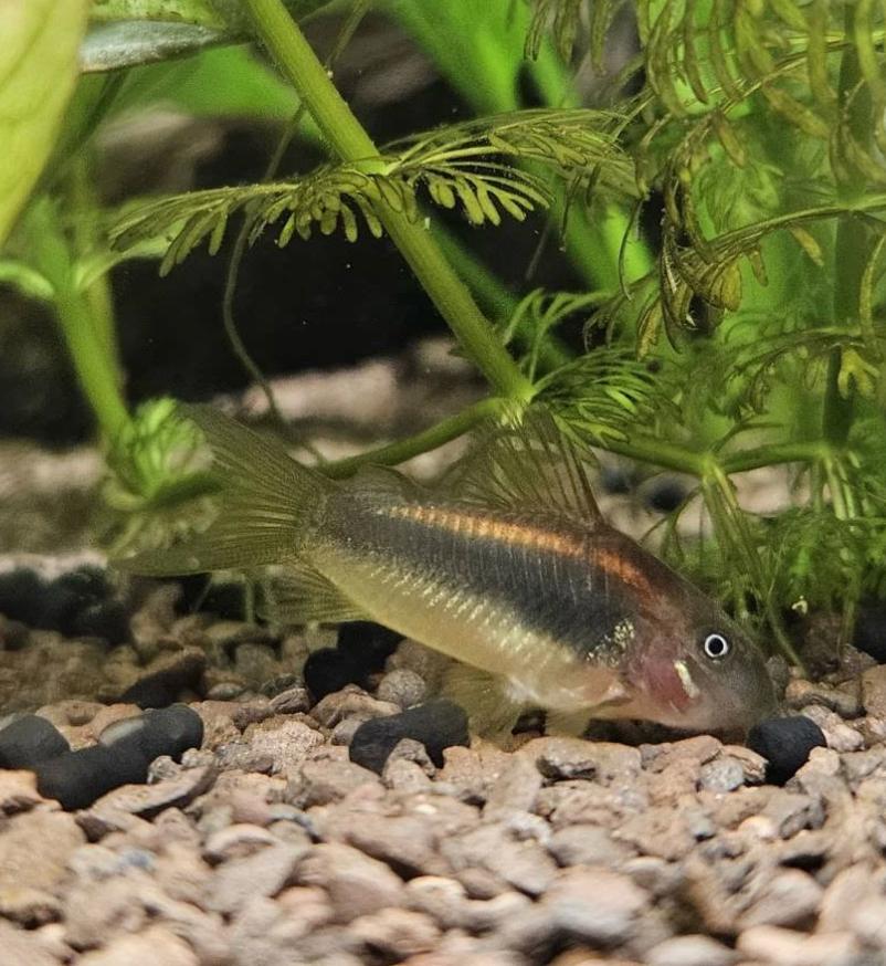 Metallpanzerwels im Aquarium