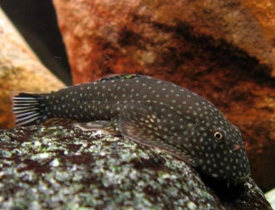 Punktierter Flossensauger